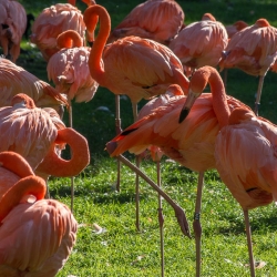 20141014_ZooKoeln_DSC_2720