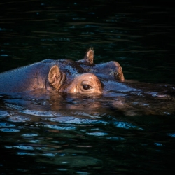 20141014_ZooKoeln_DSC_2733