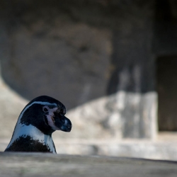 20141014_ZooKoeln_DSC_2789