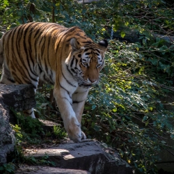 20141014_ZooKoeln_DSC_2819