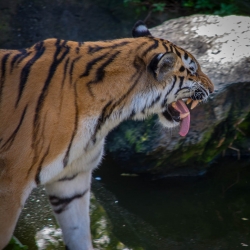 20141014_ZooKoeln_DSC_2825