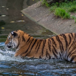 20141014_ZooKoeln_DSC_2837