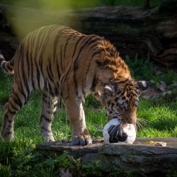 20141014_ZooKoeln_DSC_2841