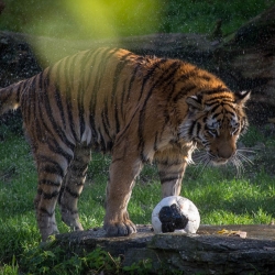 20141014_ZooKoeln_DSC_2842