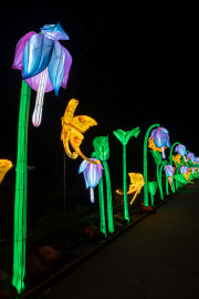 20260123-ChinaLights-0393