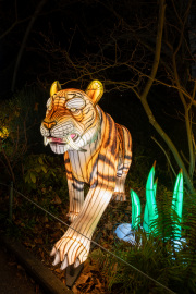 20260123-ChinaLights-0454