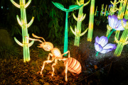 20260123-ChinaLights-0482