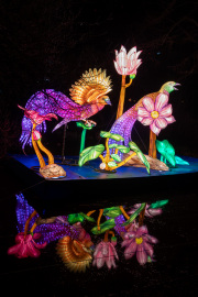 20260123-ChinaLights-0502