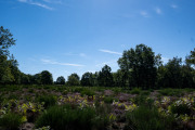 20260906-WahnerHeide-DSC_1880