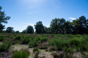 20260906-WahnerHeide-DSC_1886