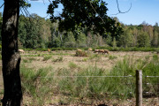 20260906-WahnerHeide-DSC_1893