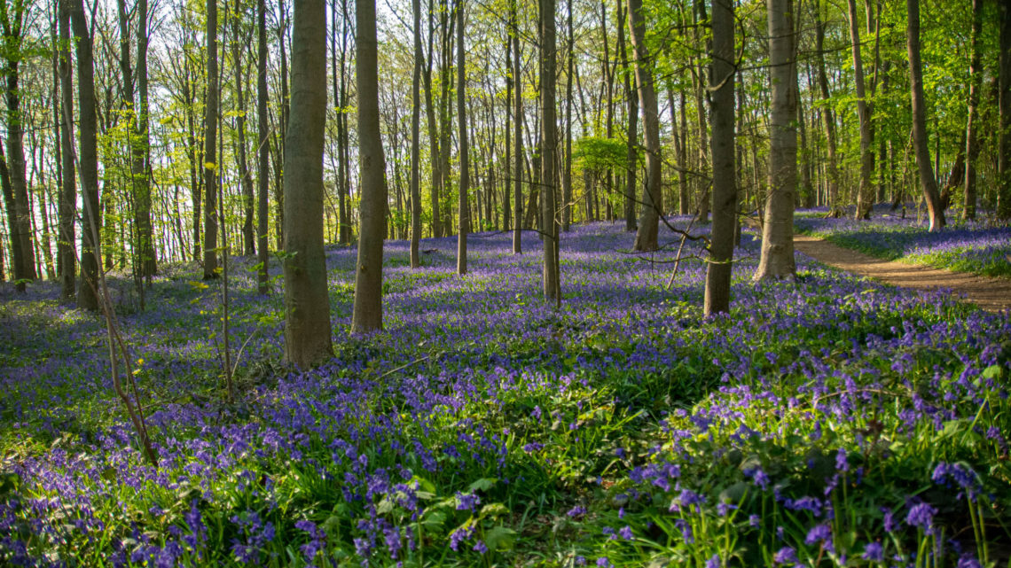 Die blauen Blumen – Hasenglöckchen