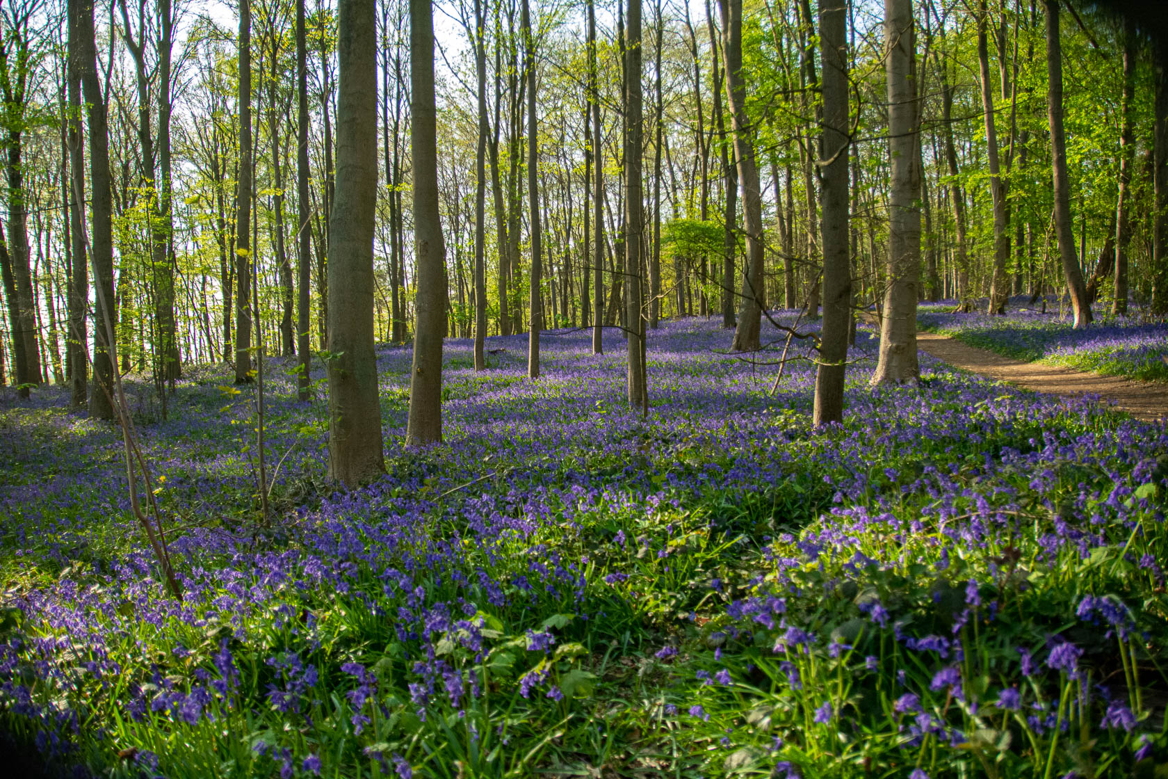 Die blauen Blumen – Hasenglöckchen