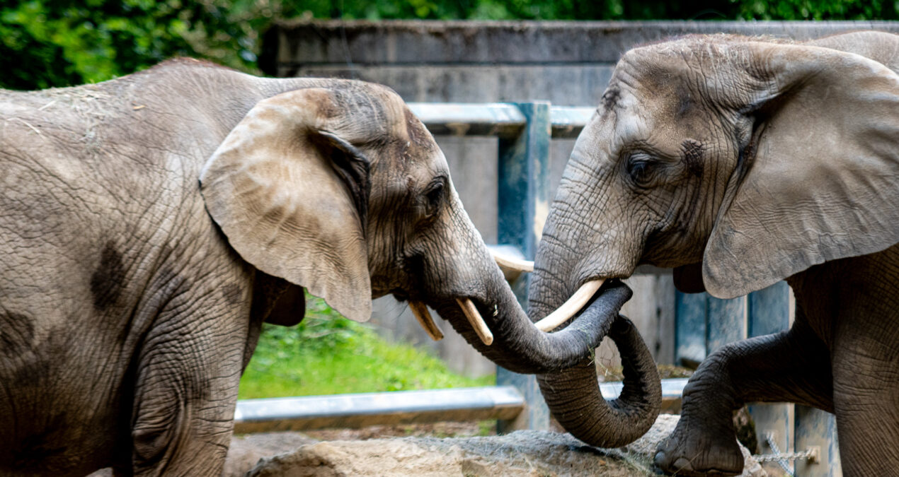 Besuch im Wuppertaler Zoo