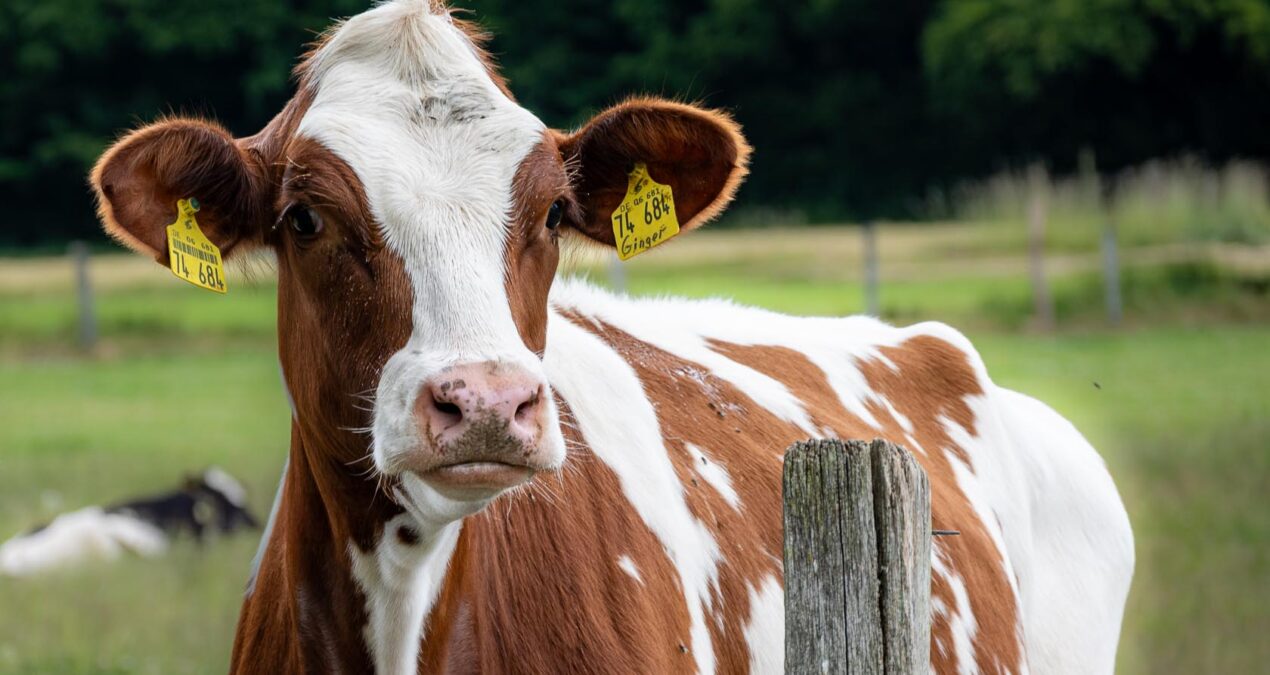 Ein paar Tage im Sauerland, am Diemelsee